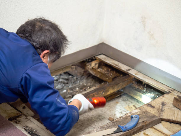 Best Mold Prevention Services  in Somerset, TX